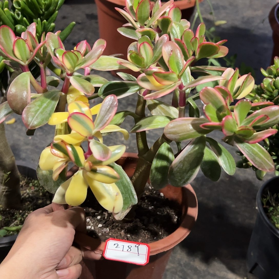 *****稀有三色花月白锦变异带盆2789