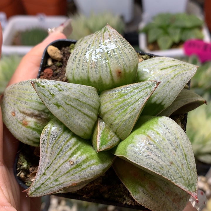 白拍子白银寿带盆土