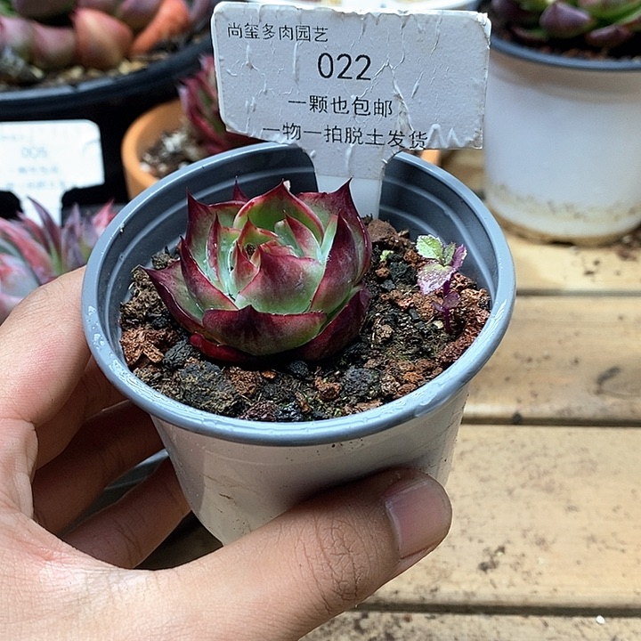 惊鸿仙子一物一拍022