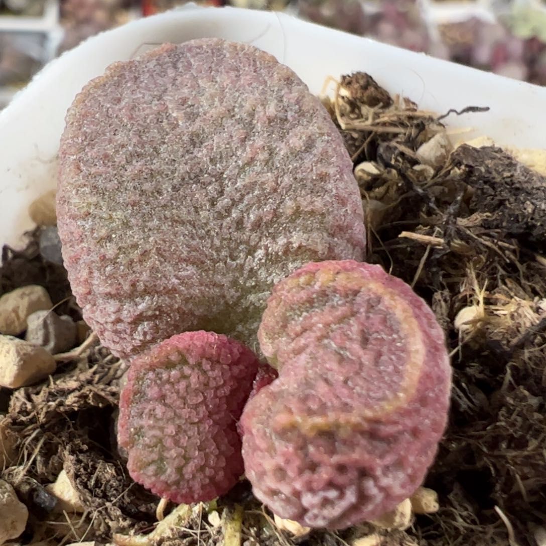 实生低叶苗纹路款多肉植物水泡