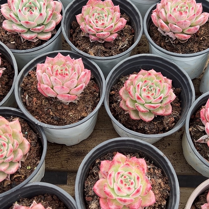 ak    玛利亚   福利