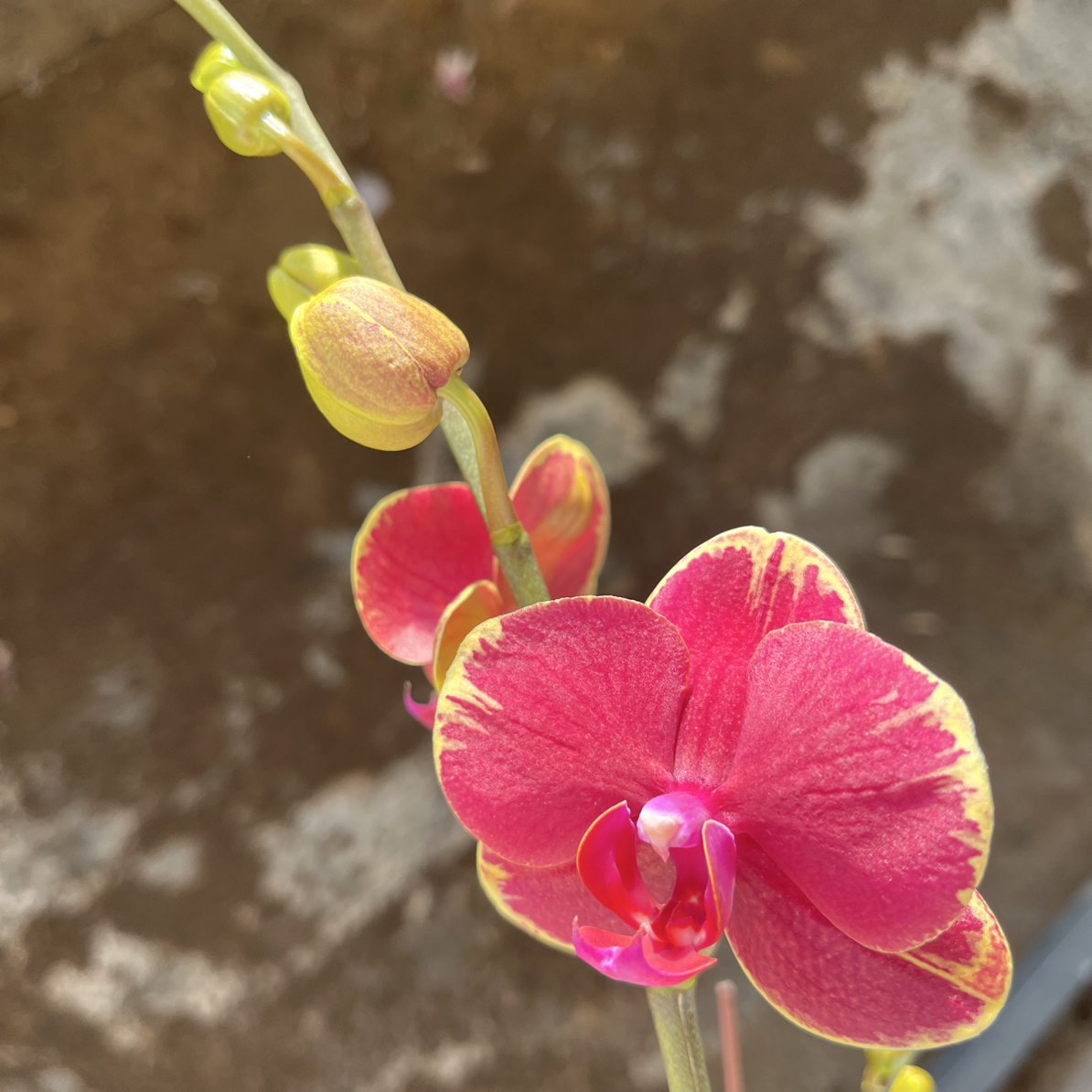 渟叙【金边吉祥】3.0寸 带花带花苞