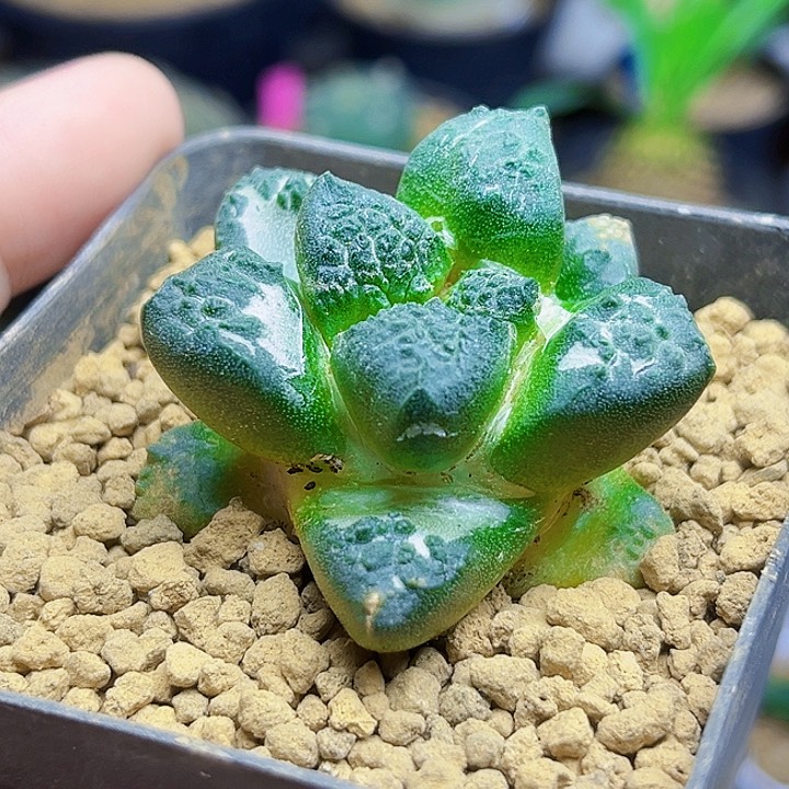 丸疣龟甲连山牡丹自根带盆发货