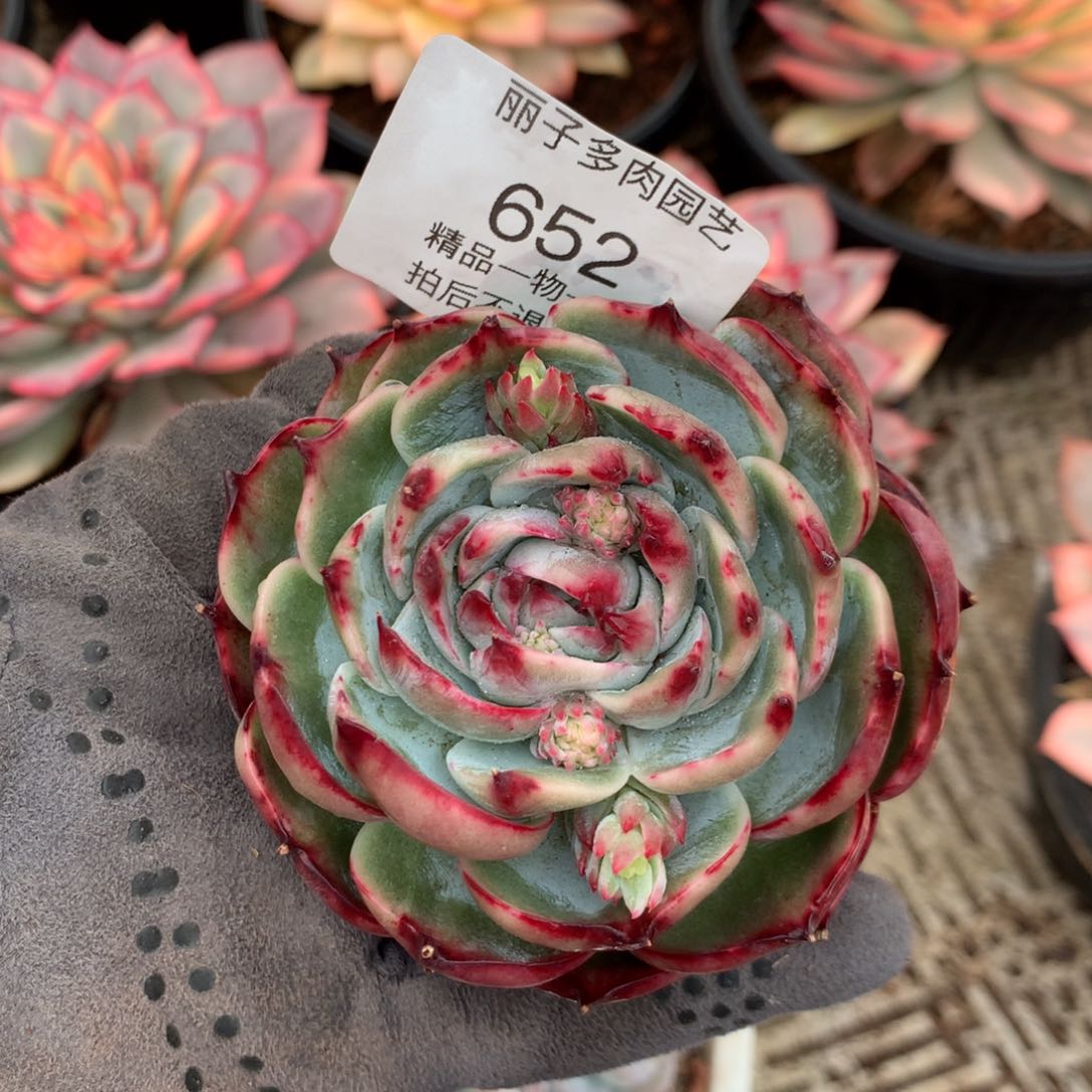 ?****?652福袋惊鸿。多肉植物