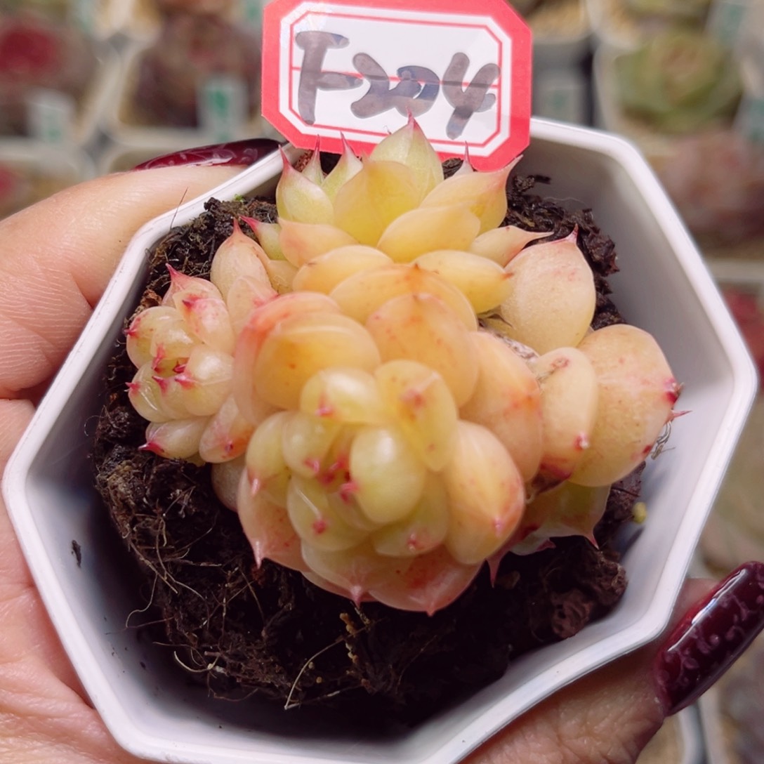 希**家F204一物一拍 小金猪