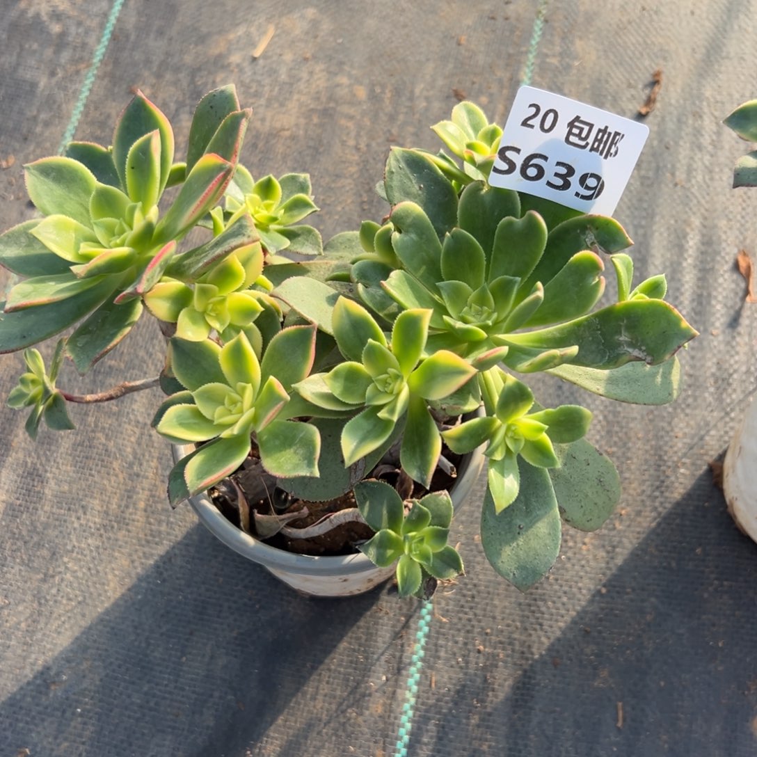 城***婆639多肉法师，满20包邮