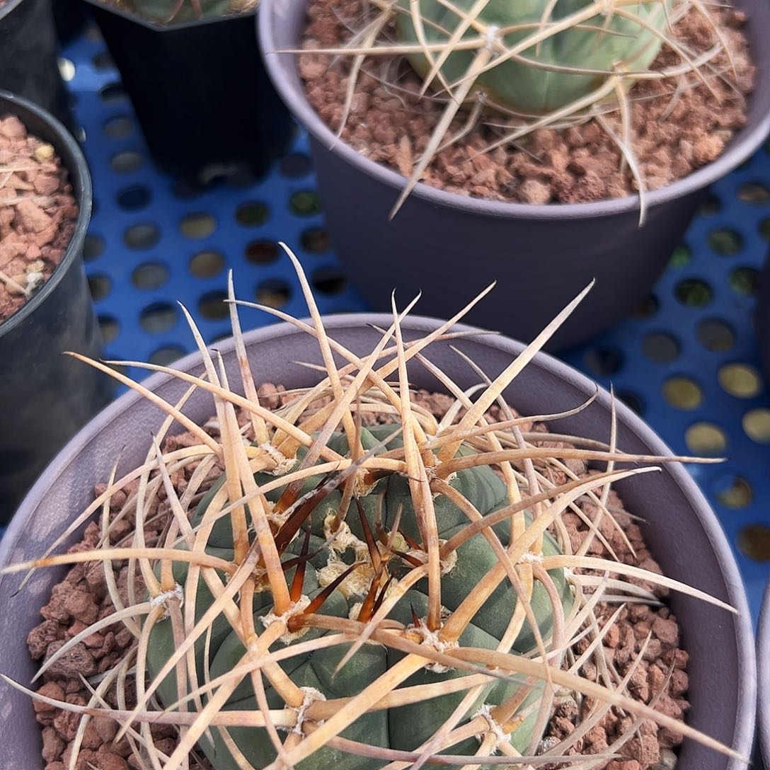 J***R实生根超刺光琳玉