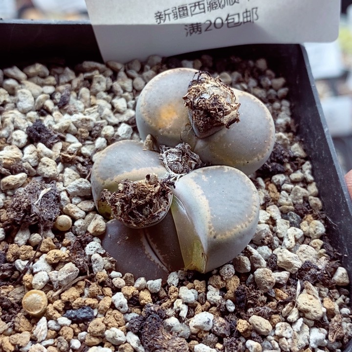 我是一只小小鸟地域鬼的701