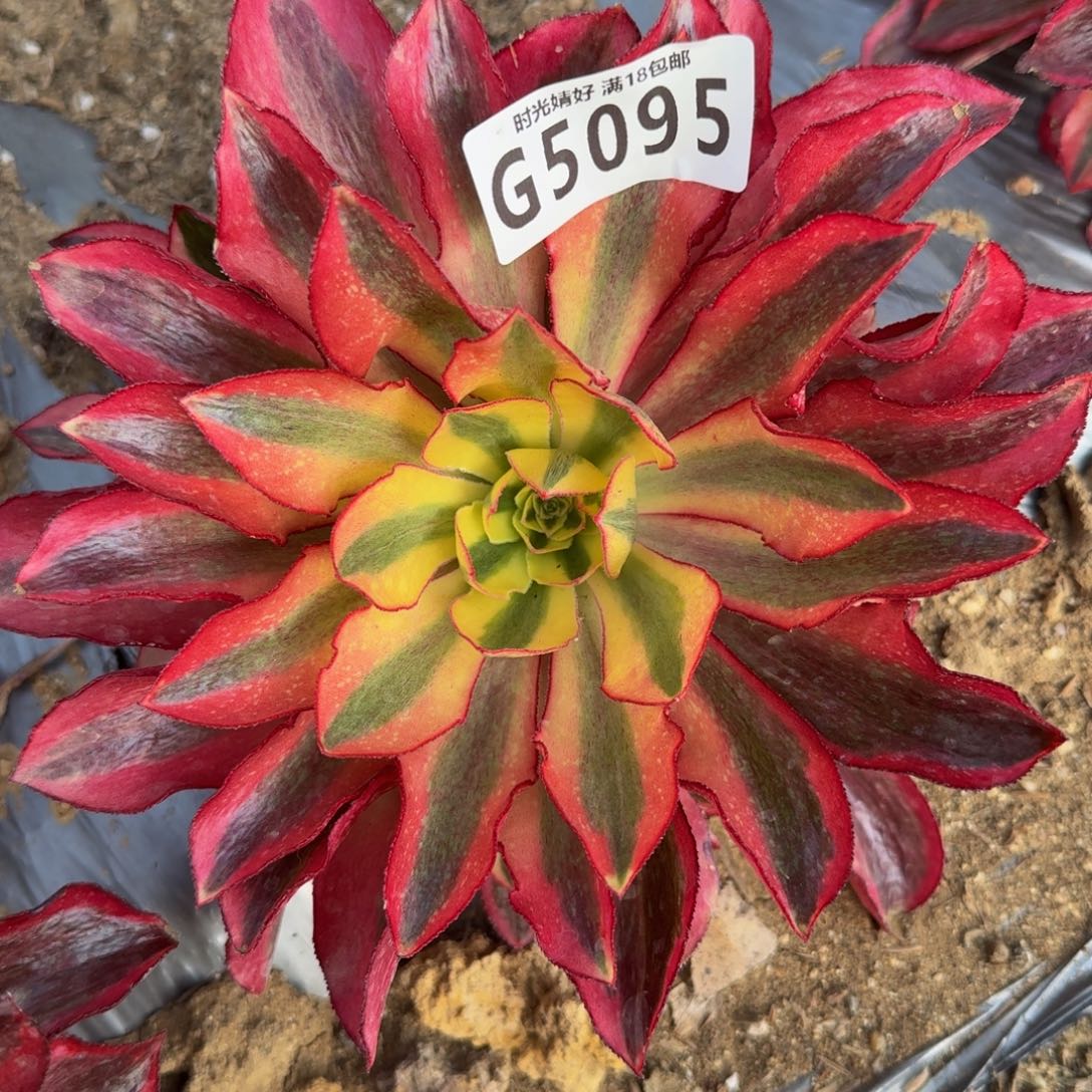 5095黄魅影。多肉植物