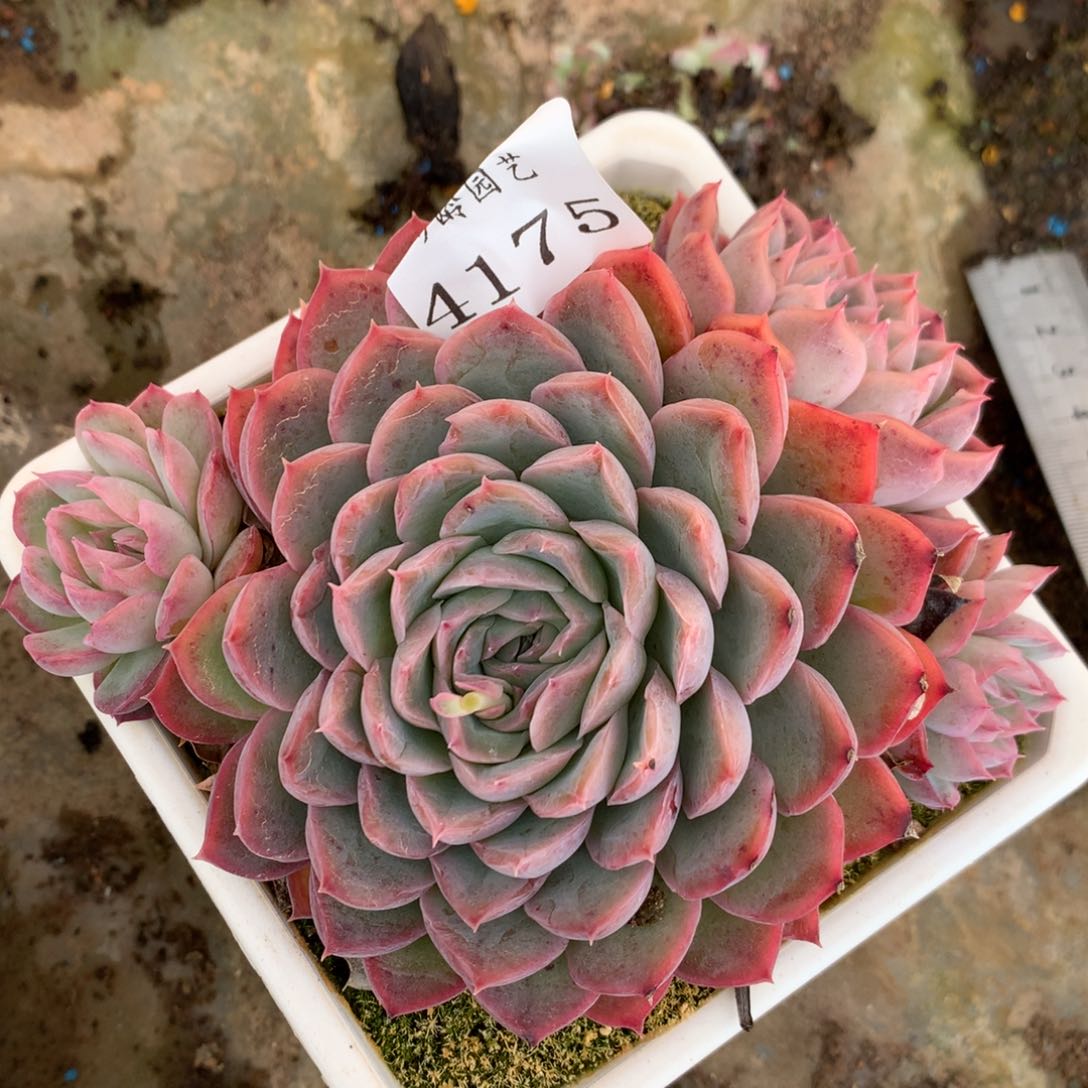 4175杂交多肉植物