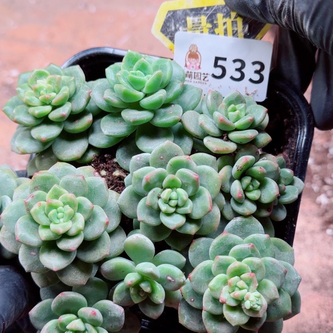 多肉植物多肉植物