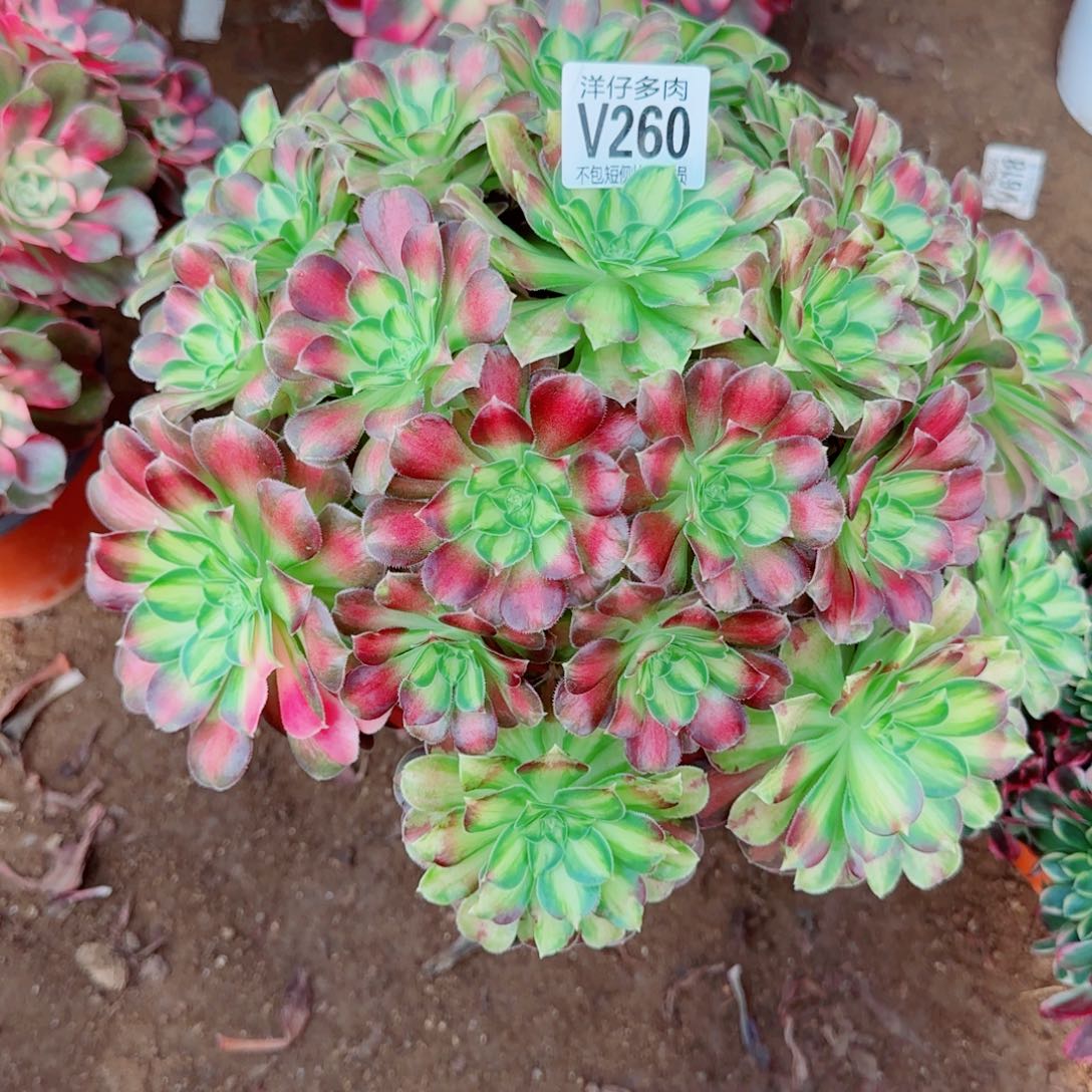 韶华法师260冠幅28