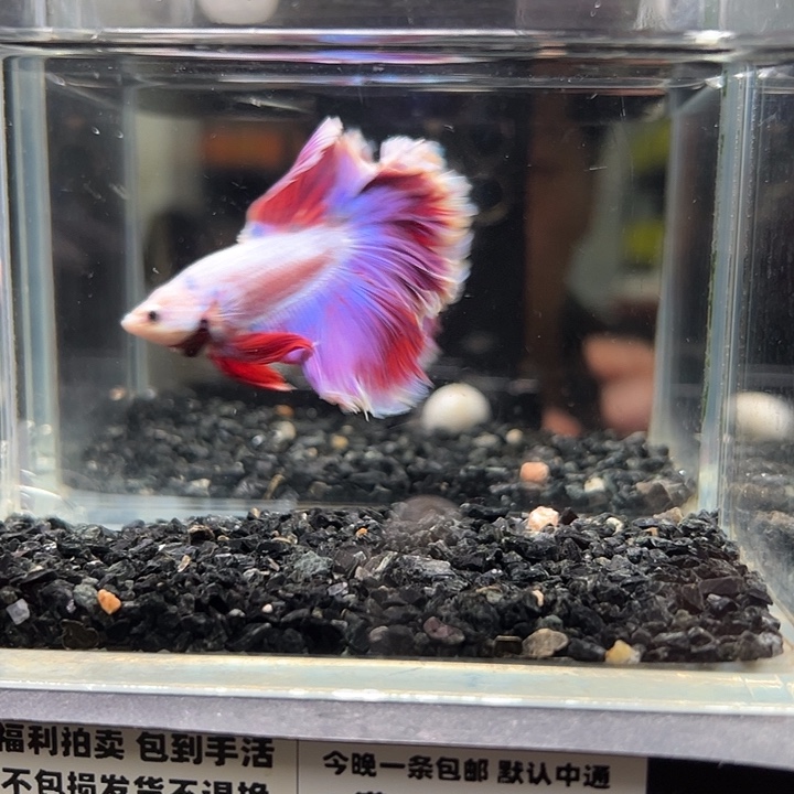 斗鱼竞拍跑单10日28