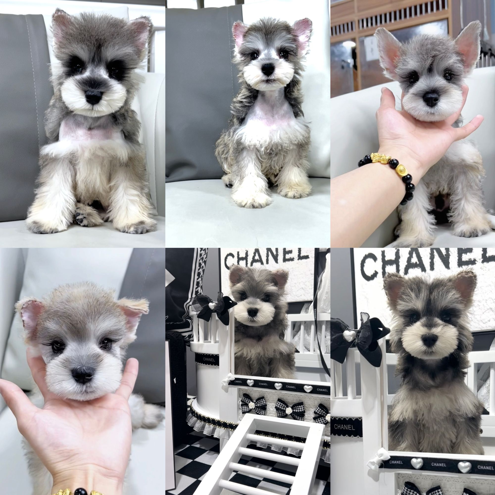 【明宠之家-次日达】雪纳瑞宠物活体狗萌宠小狗犬小狗