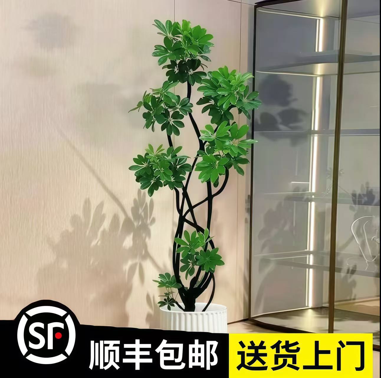 鸭脚木大盆栽老桩造型鸭掌木客厅办公室内大型落地绿植四季常青