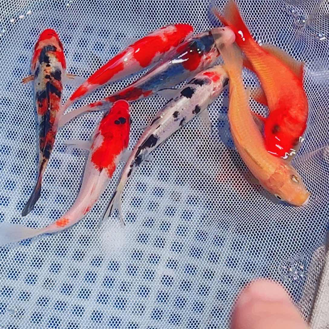 锦鲤锦鲤观赏鱼1111