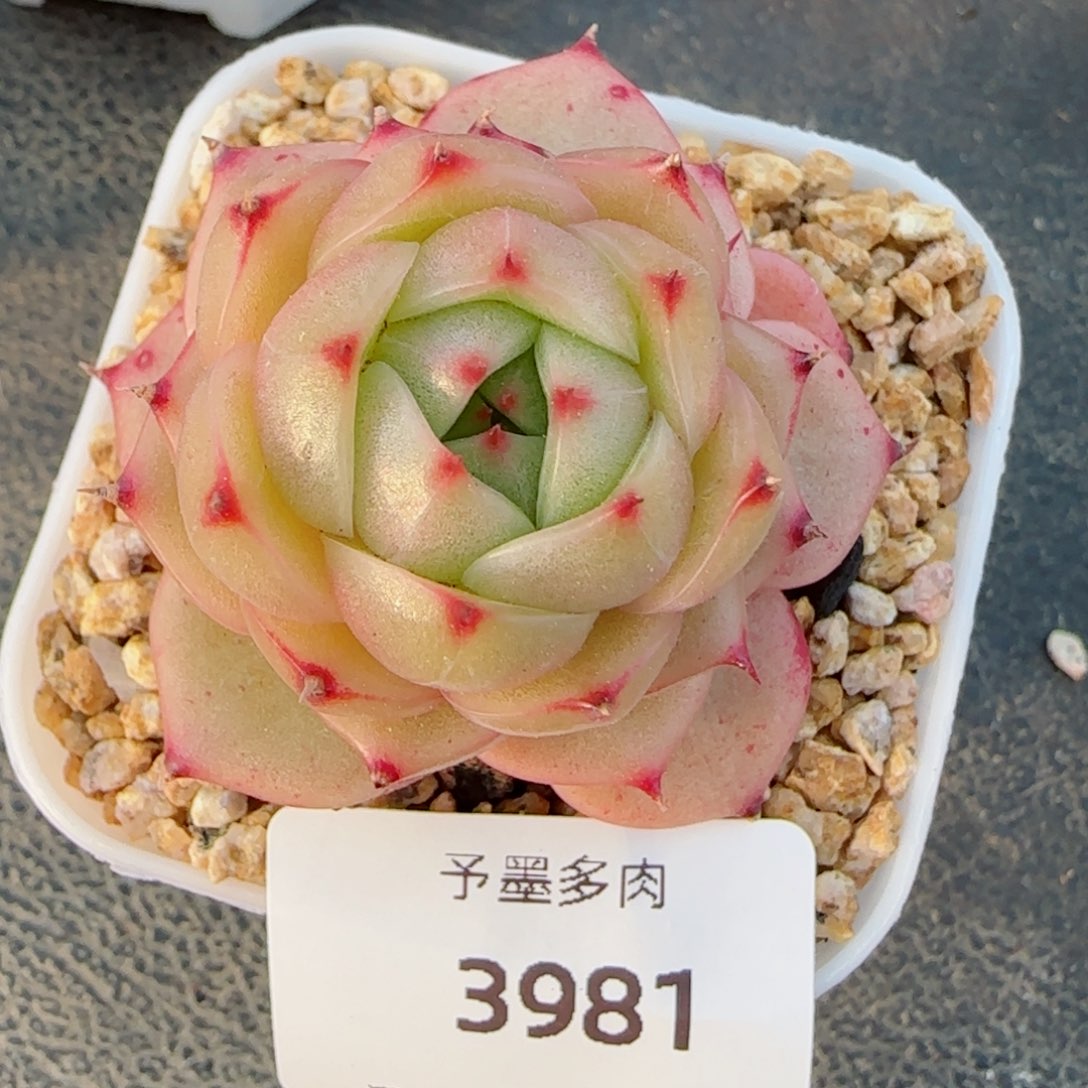 玉玲珑，3981多肉植物