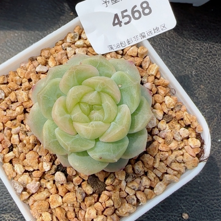 无尽灯，4568多肉
