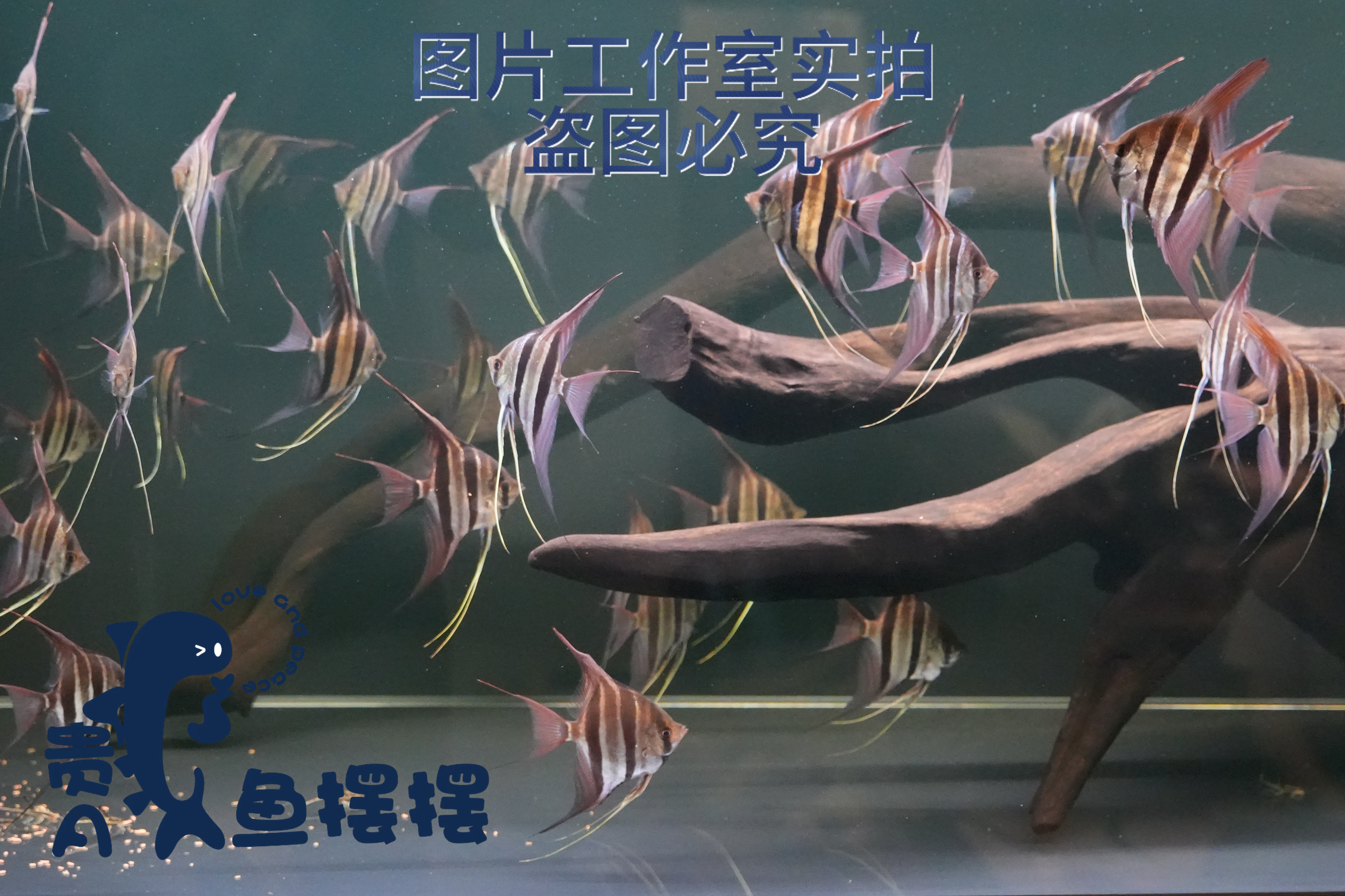 圣菲利佩、阿塔巴布埃及神仙鱼混合链接