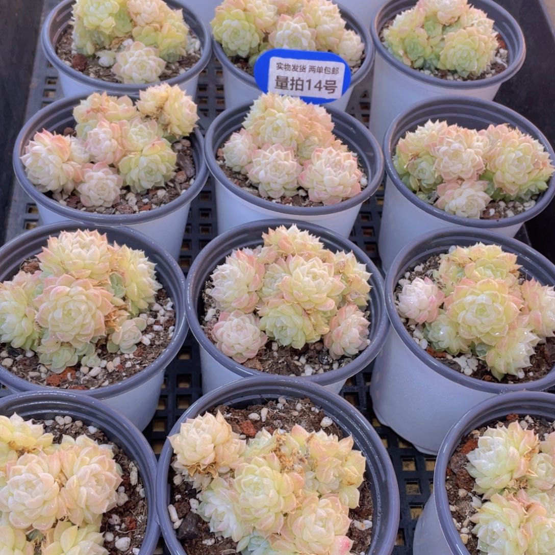 量拍14号 花朵脸麦秆群生不包整一个