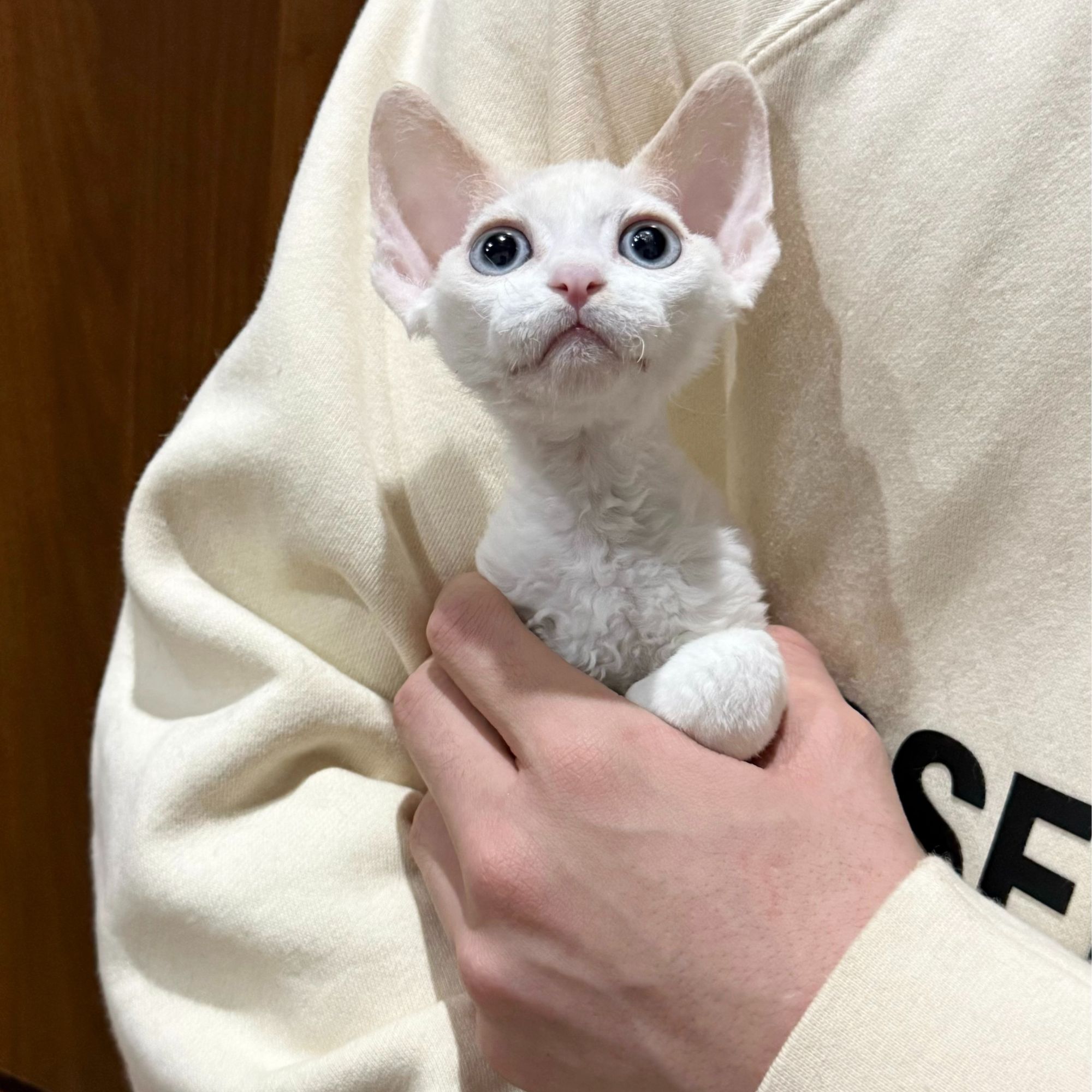 0525纯白蓝瞳弟弟奶糖