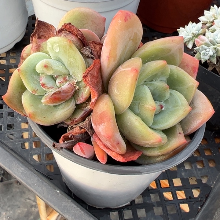 香槟石化多肉植物438