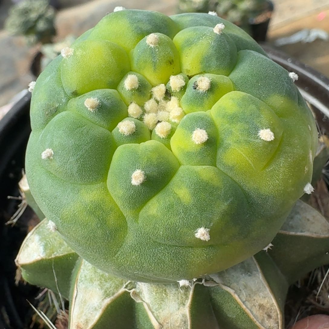 【闪购商品】苗接大尤散斑花锦869