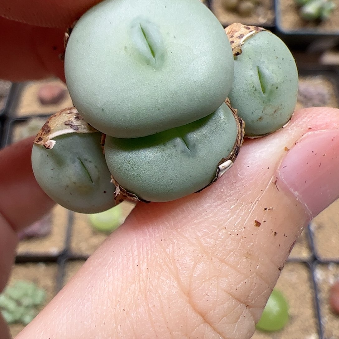 【闪购商品】?****?51 饼