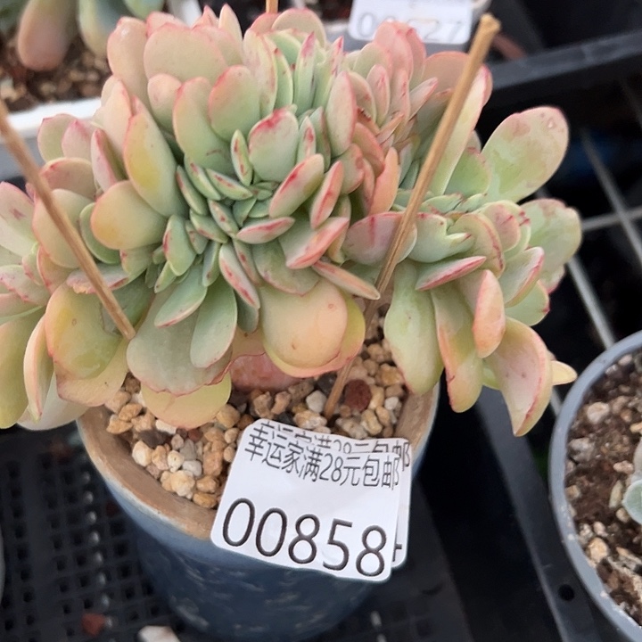 幸运的是我还没遇到幸运