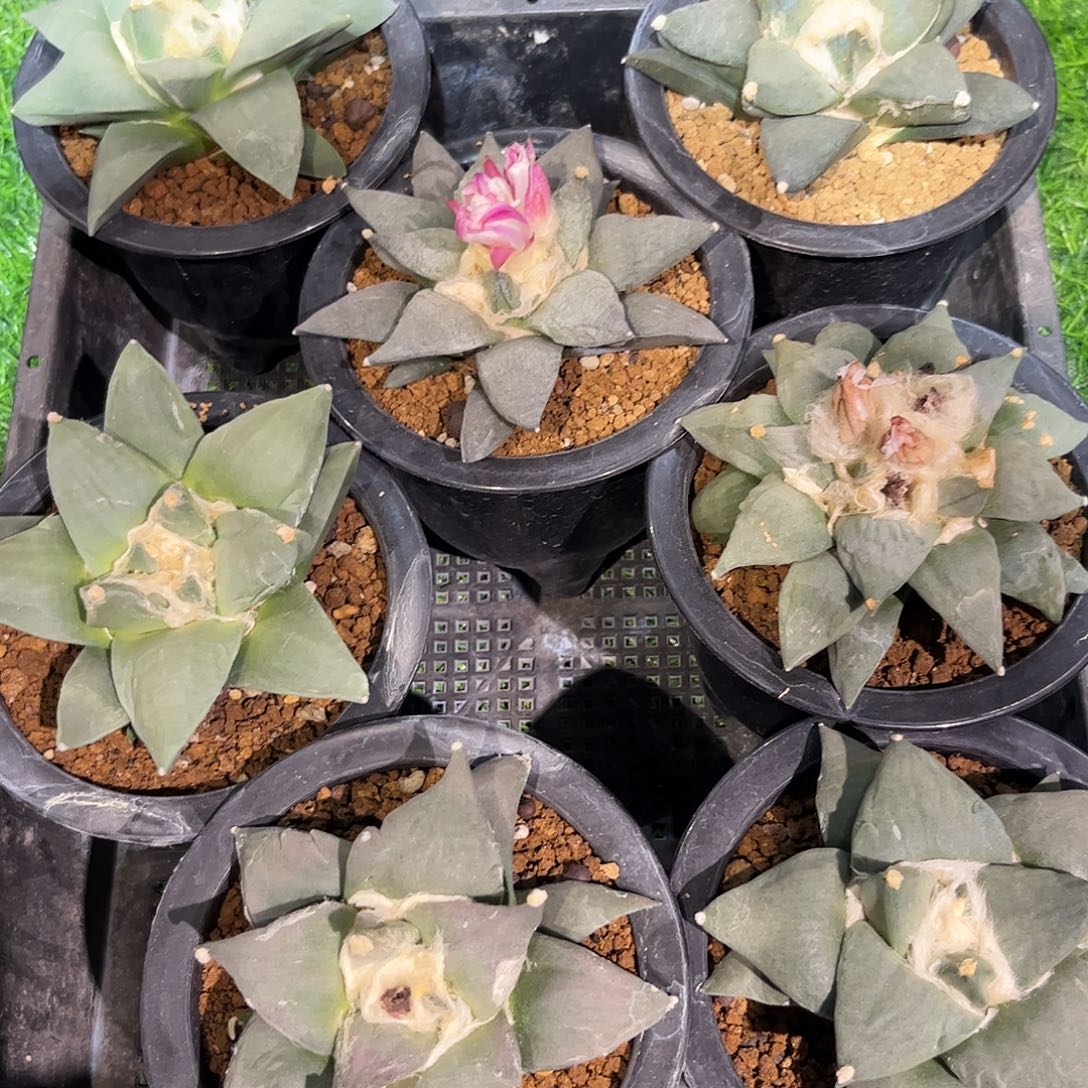 11公分实生青瓷牡丹杂福利