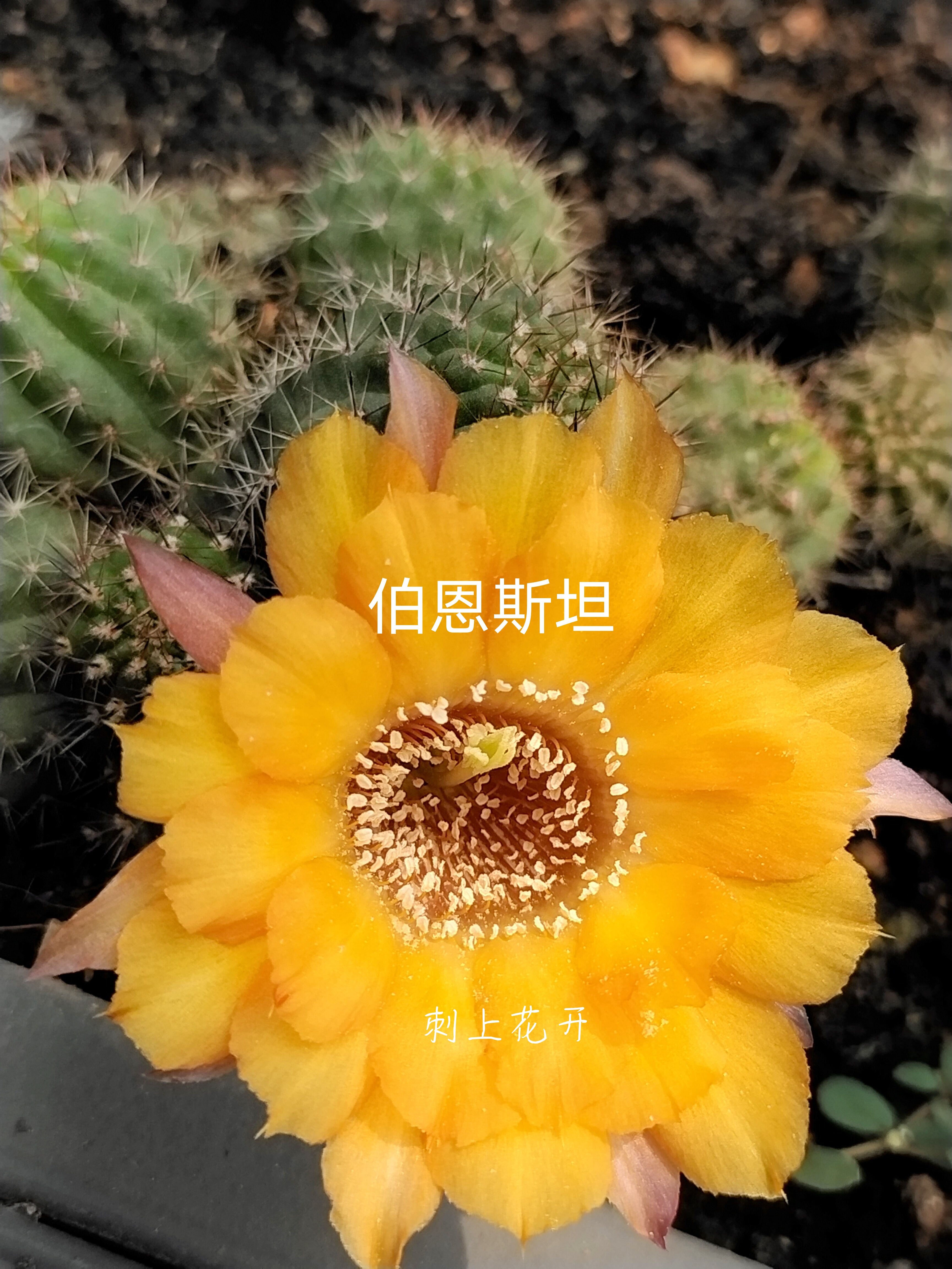 伯恩斯坦进口杂交白檀仙人球仙人柱矮胖型花瓣多变大花皮实好养