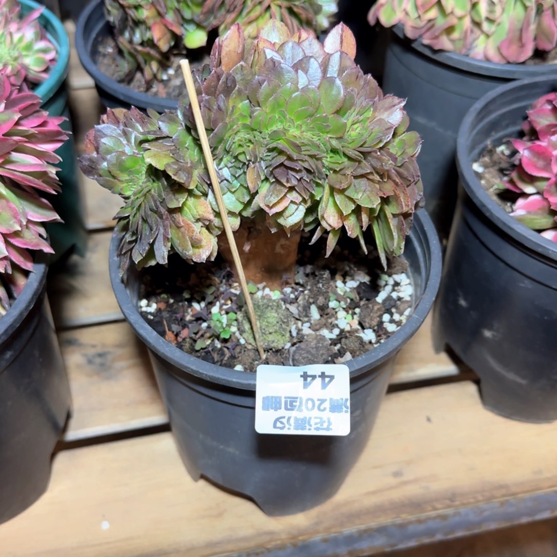 万拉丝多肉植物44号