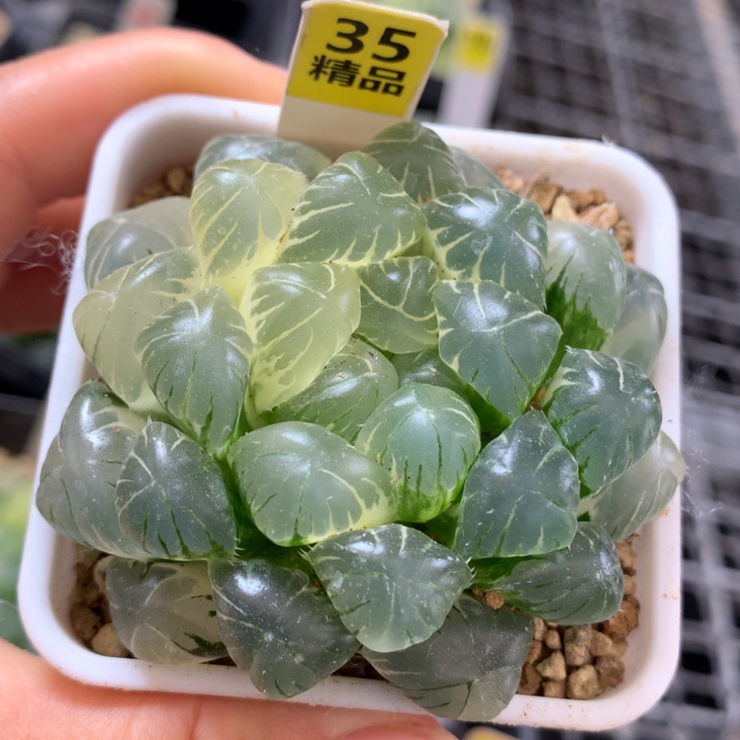 【闪购商品】35实生玉露