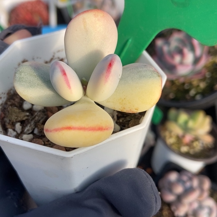 835福娘锦多肉植物保护