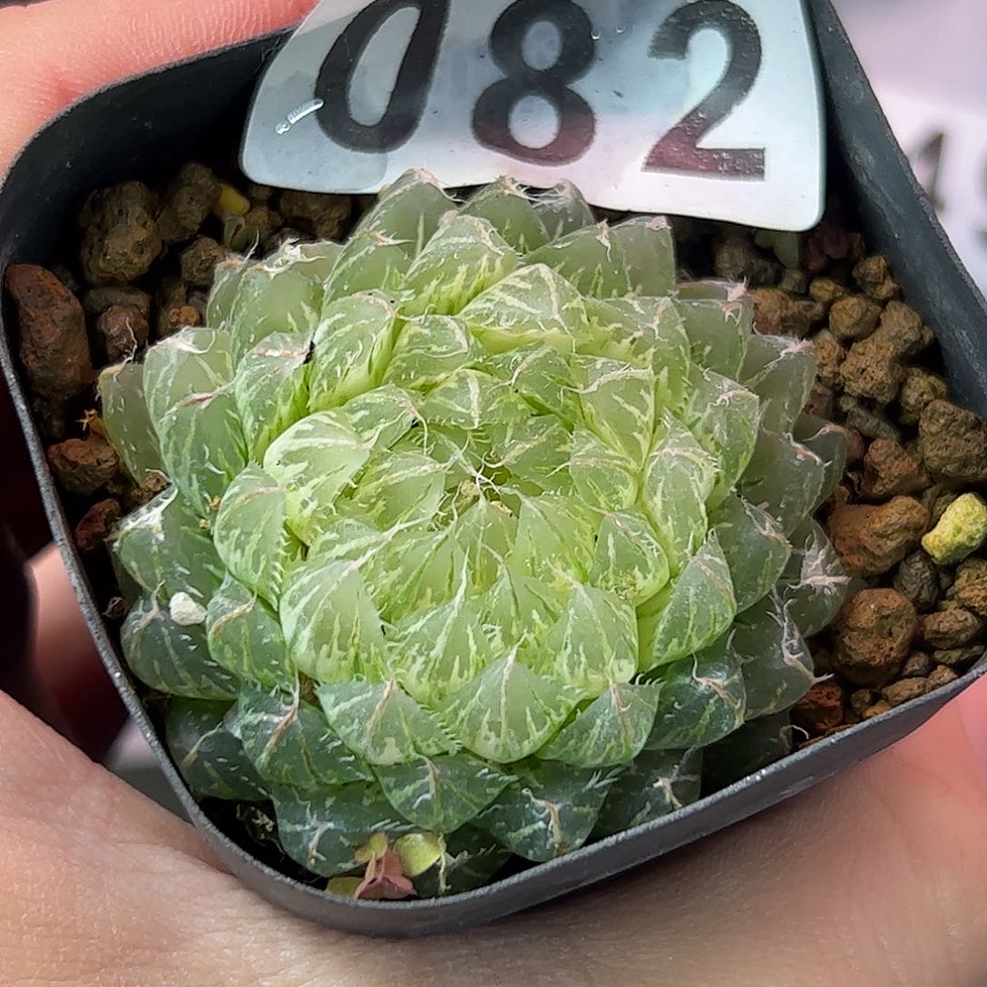 翠云锦十二卷多肉