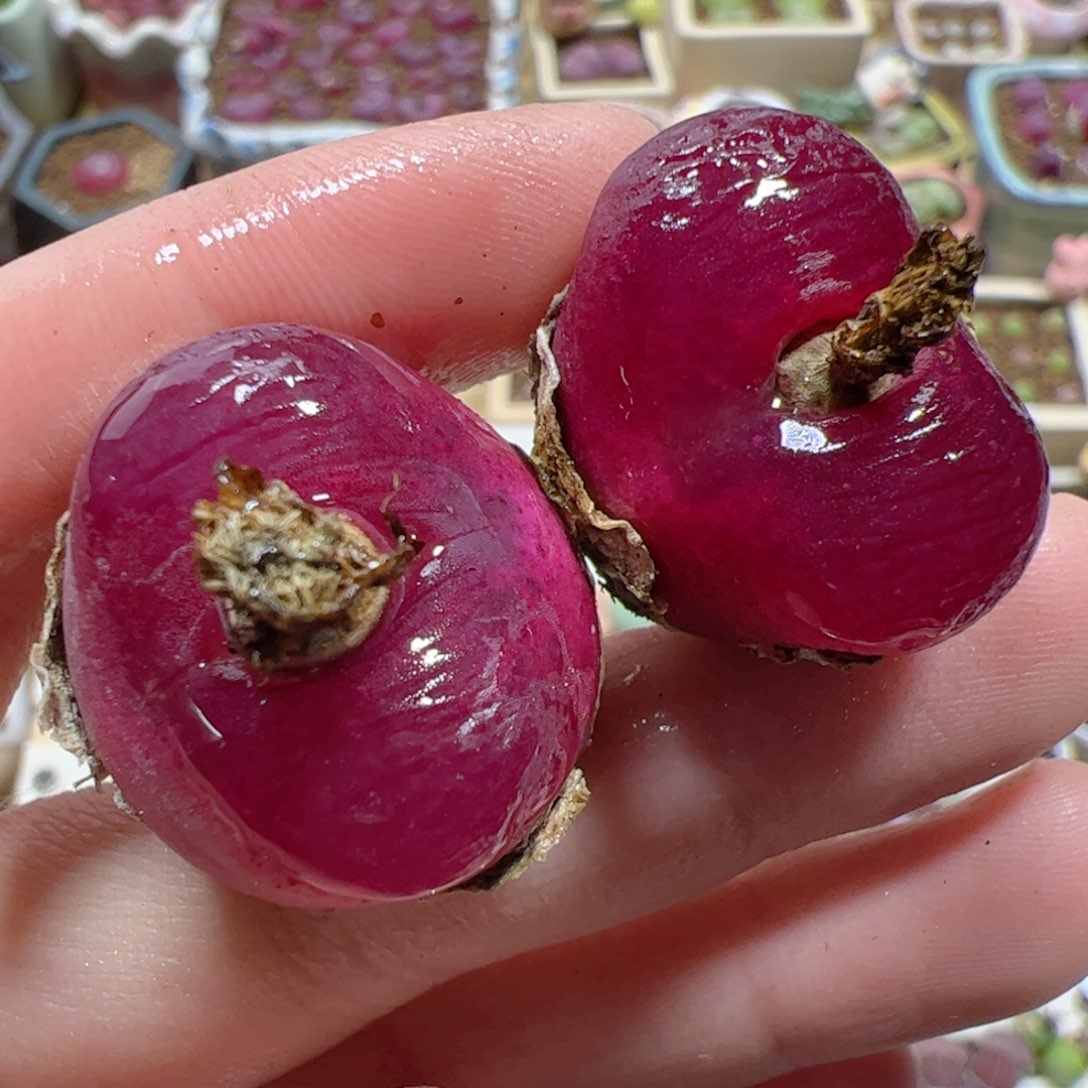 【闪购商品】239 车厘子x2