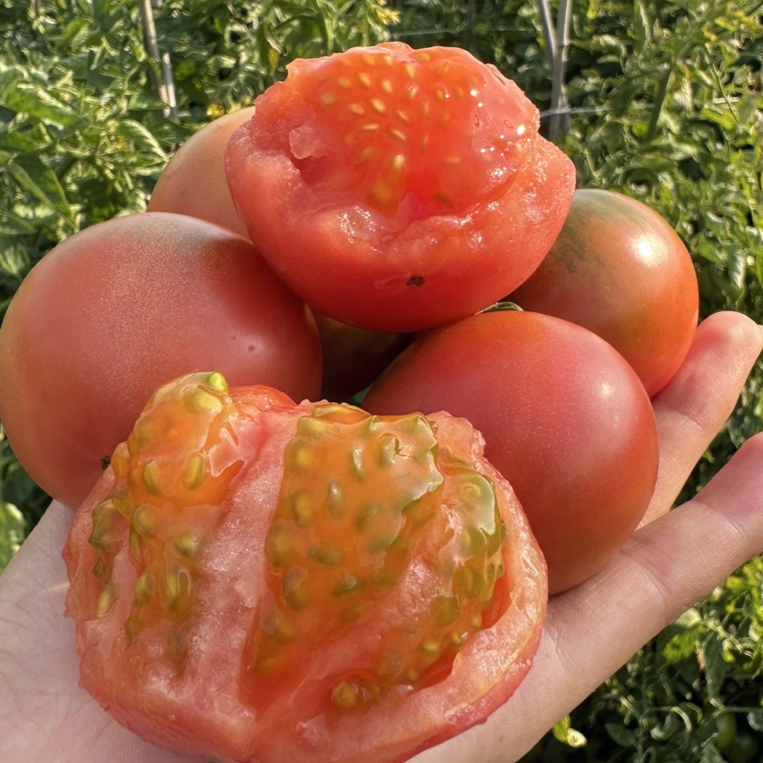 (老味道生吃草莓番茄)攀枝花露天种铁皮柿子草莓西红柿口感3-5斤