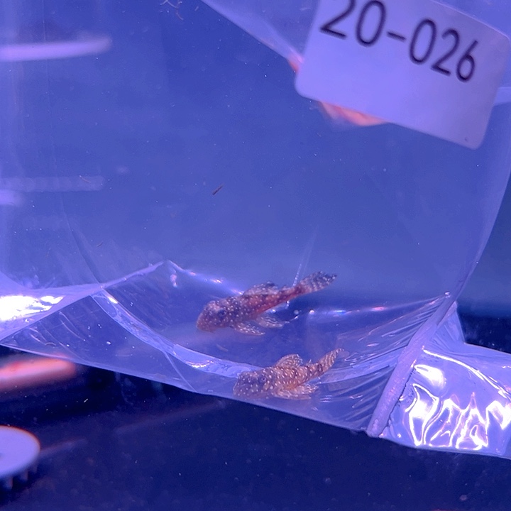 热带鱼不分公母白金薄荷L136B  2条尺寸3.5-4