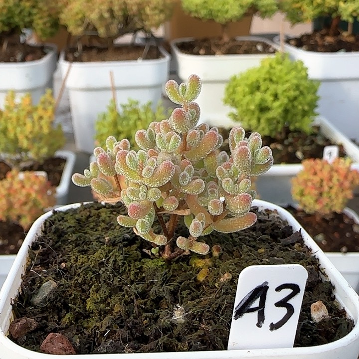 新春福利实生粉冰晶