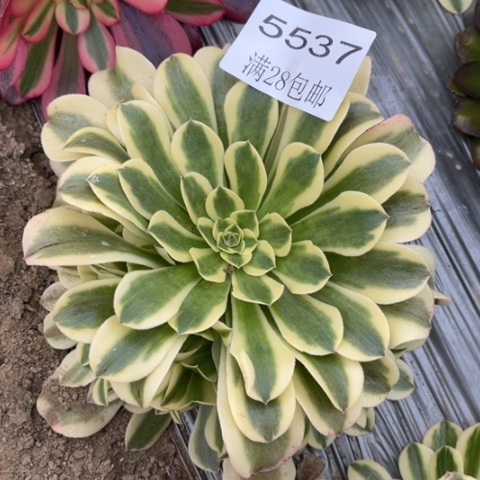 绿豆多肉多肉5537