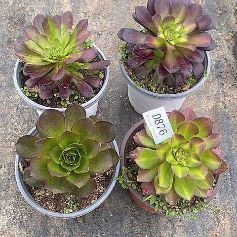 876法师多肉4颗组合