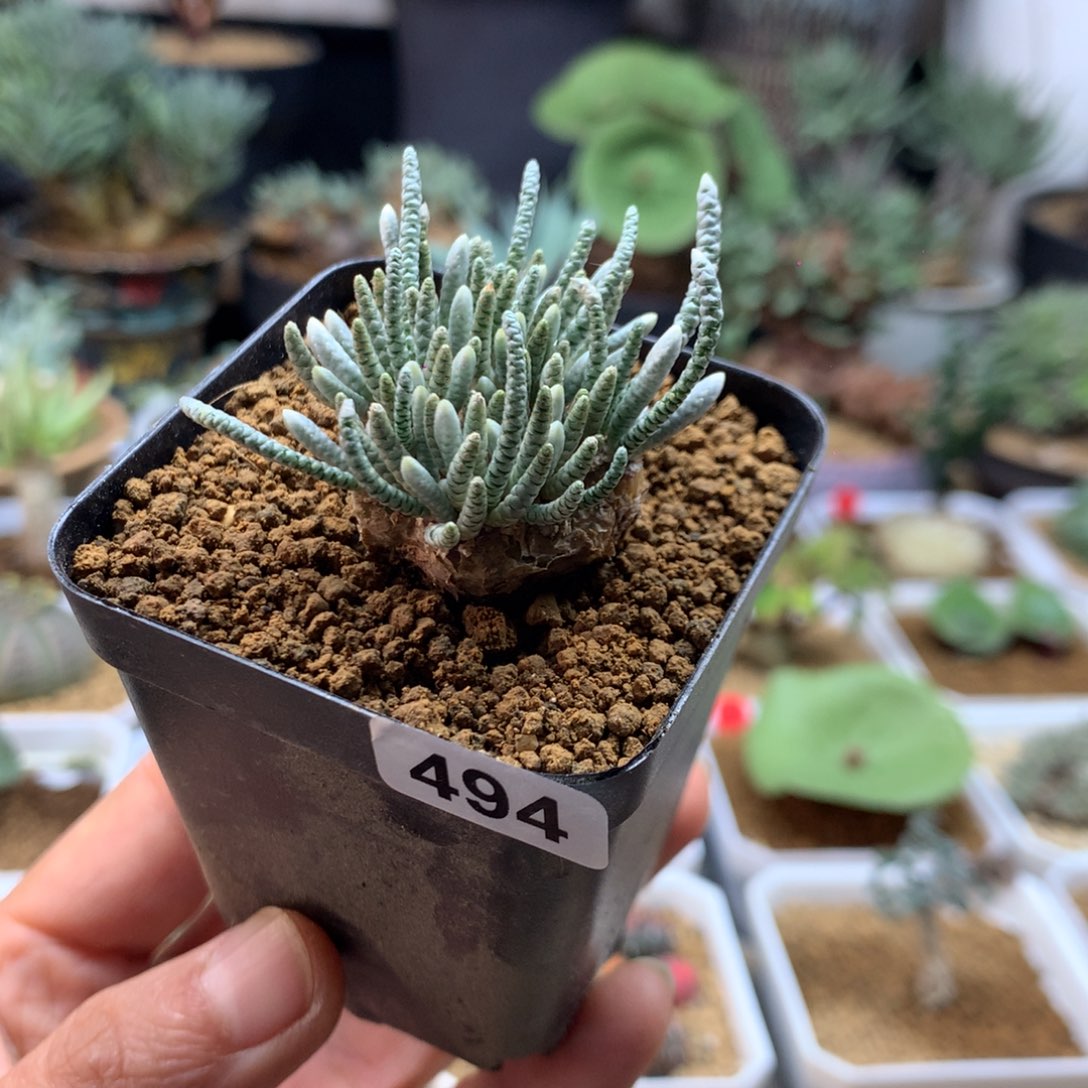 红花韧锦母本带盆494