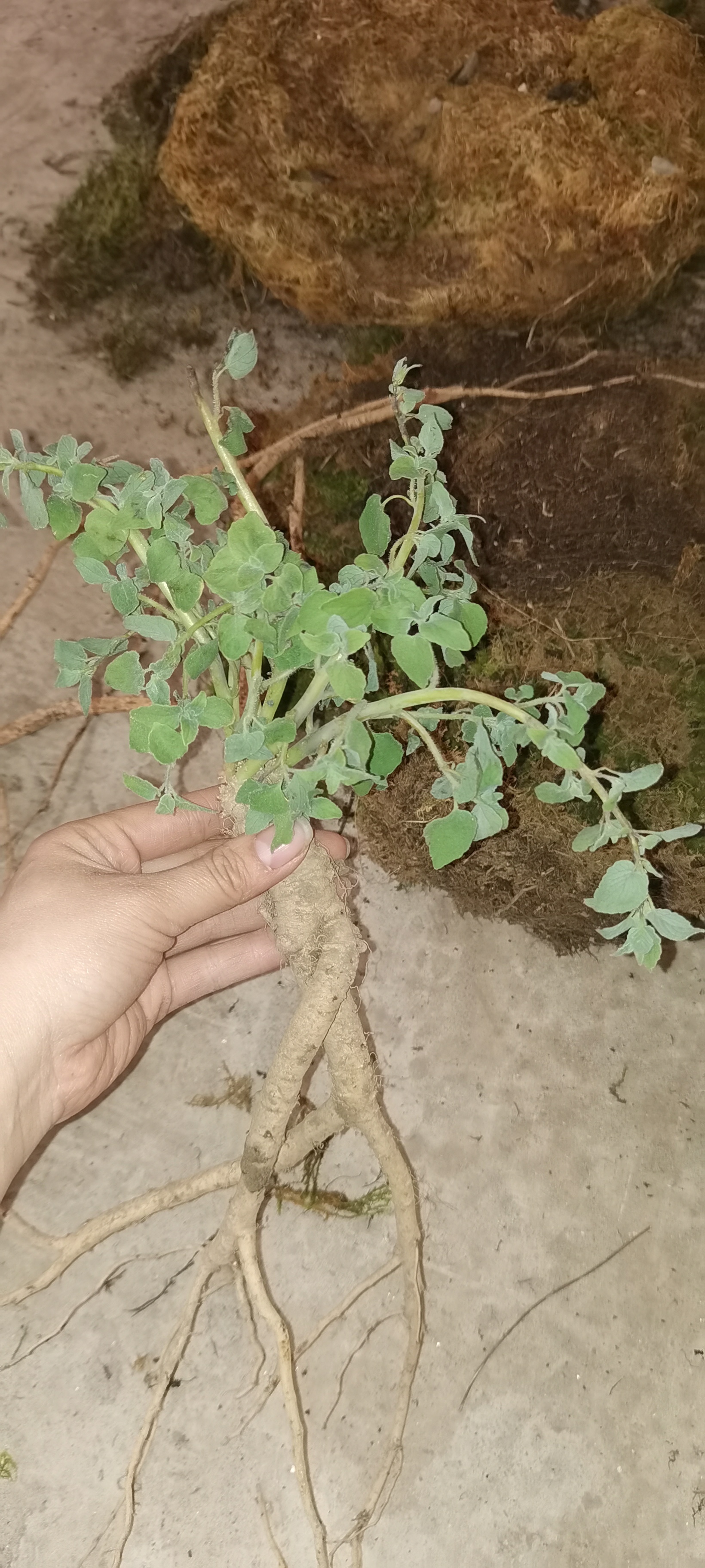 四川野生党，参花年份老，包邮