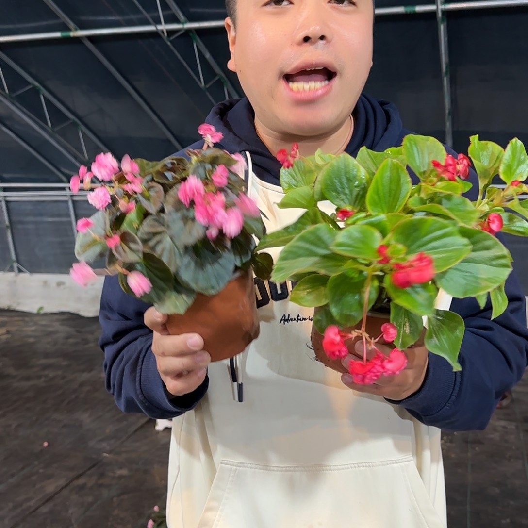 玻璃翠两色，掉花折叶正常介意勿拍，不拍保温