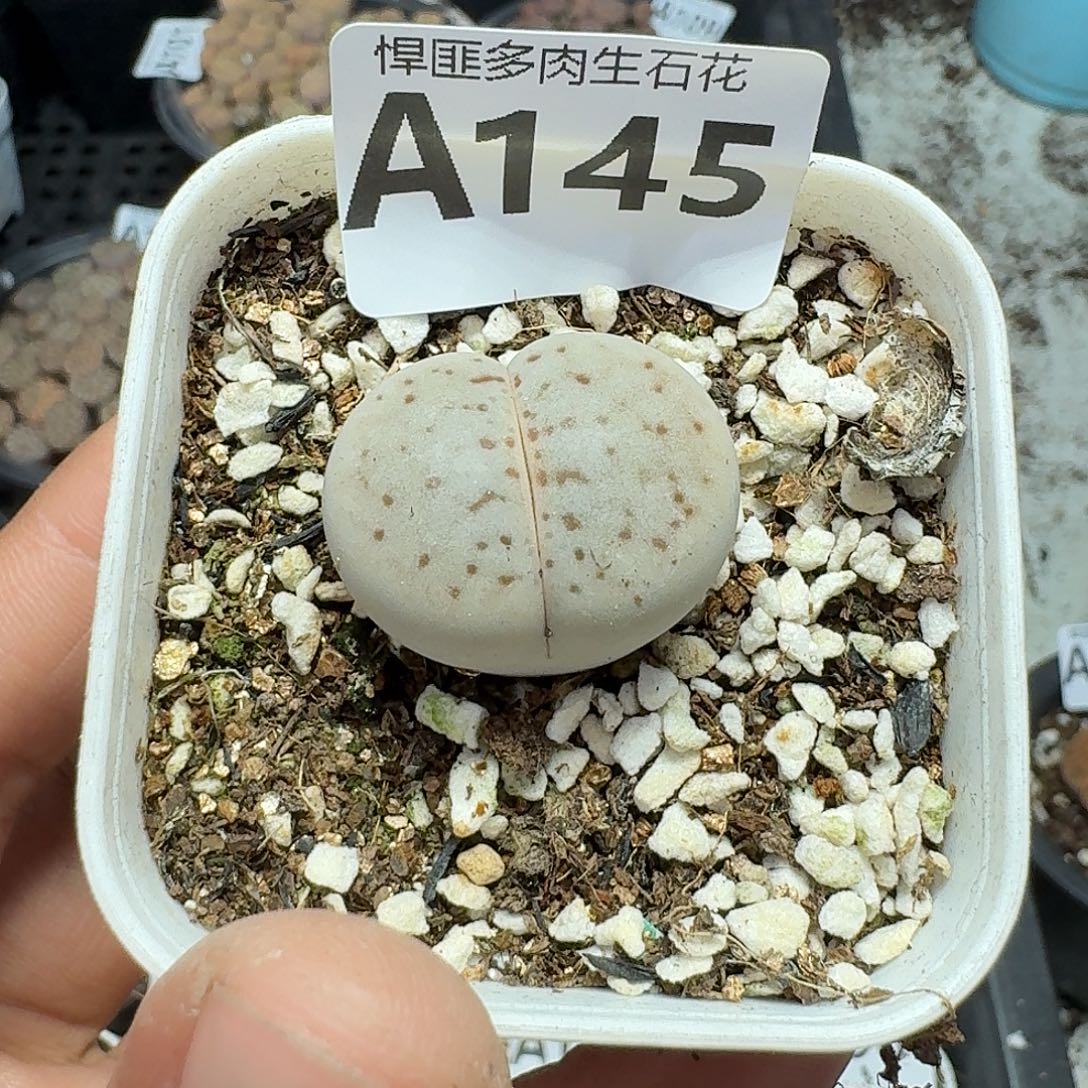 145多肉植物多肉植物