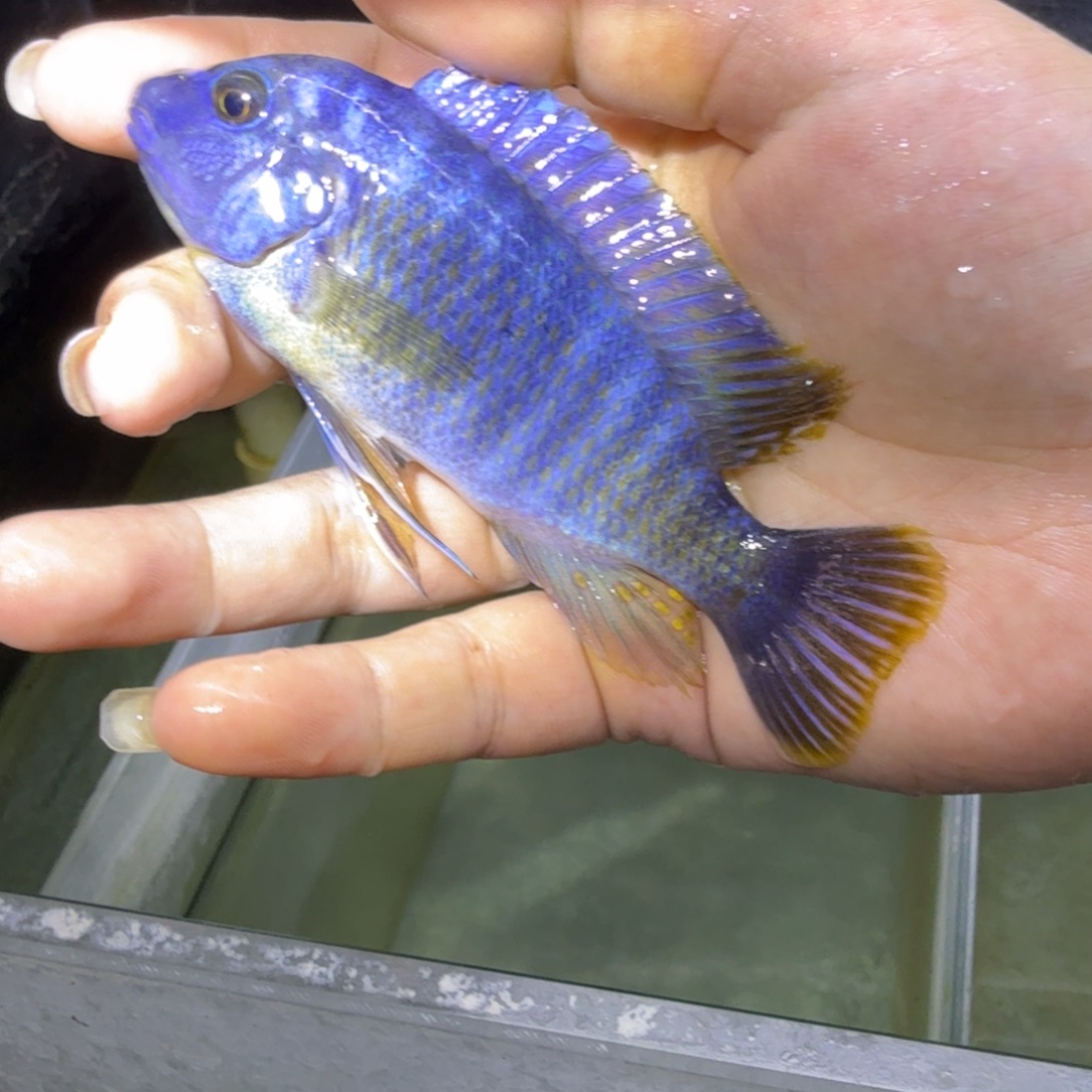 望***岸慈鲷鱼64号美系纳坎黑纱