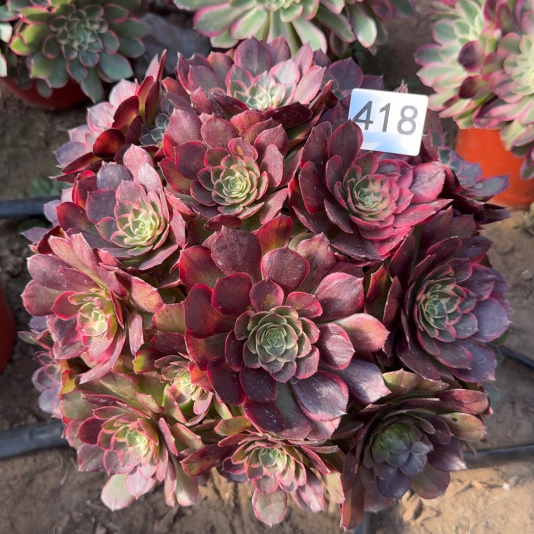 粉花妖法师多肉418号法师多肉