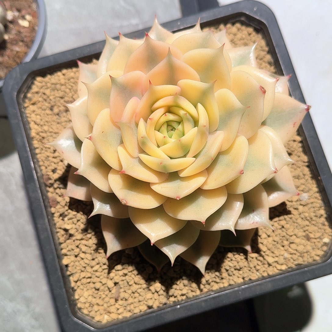 贝加尔湖 锦上园艺一物一拍