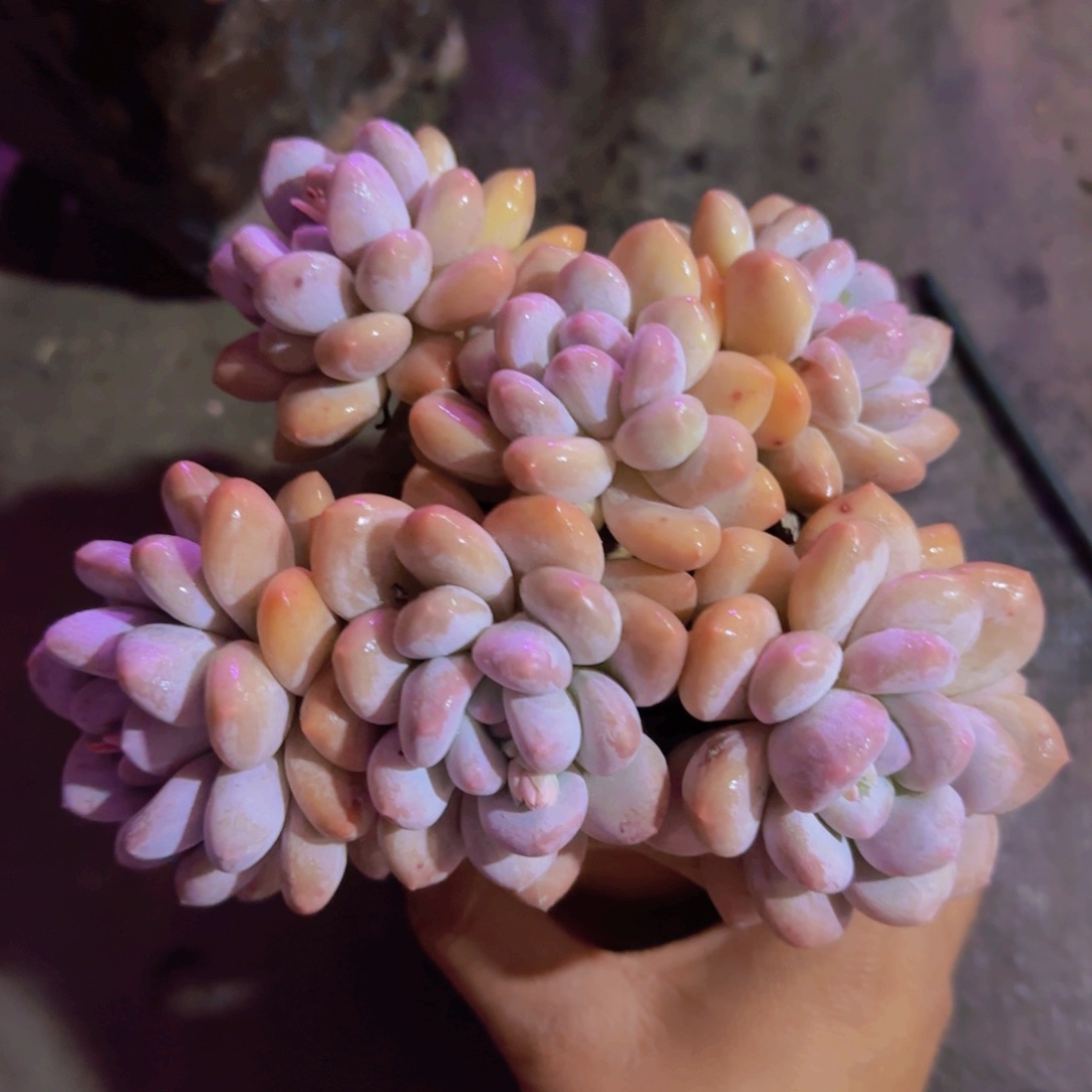 沐***哒多肉植物多肉植物