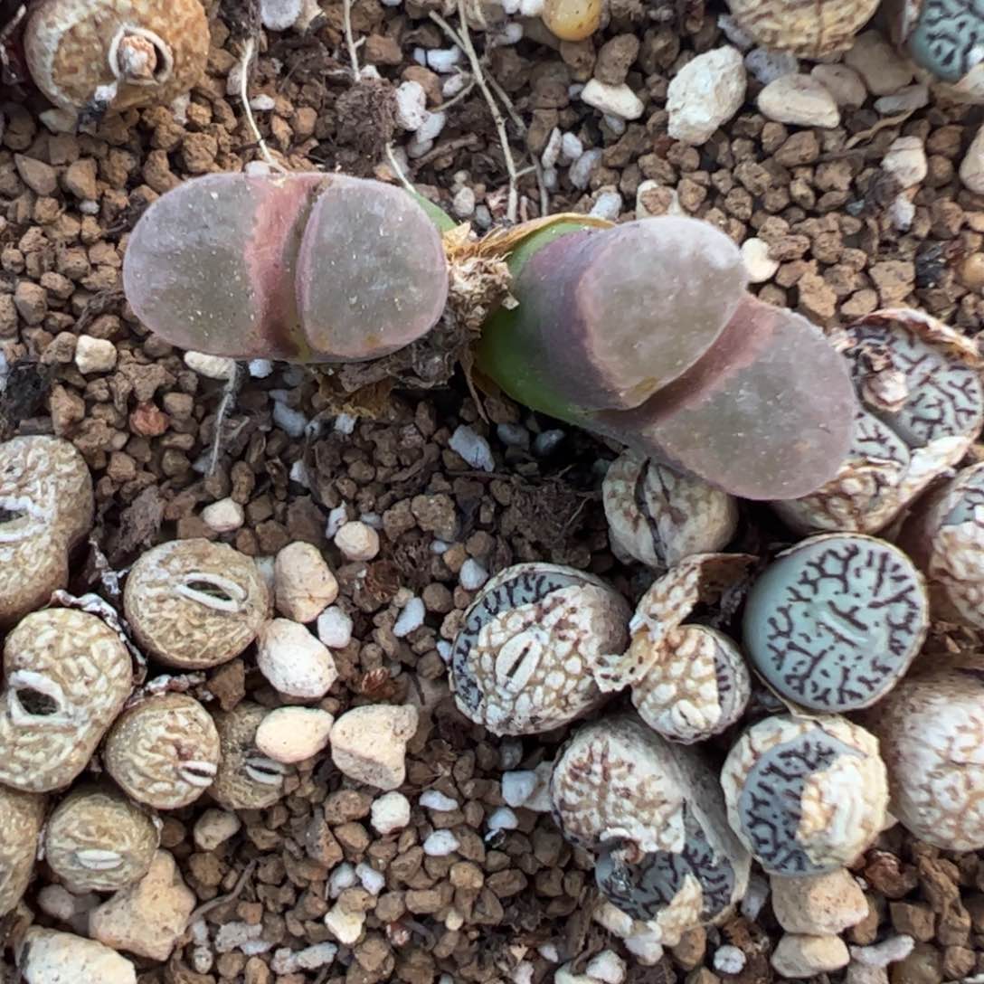 210 好看的多肉冲冲冲